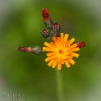 Orange Hawkweed, Fox and Cubs